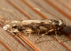 Coleotechnites florae